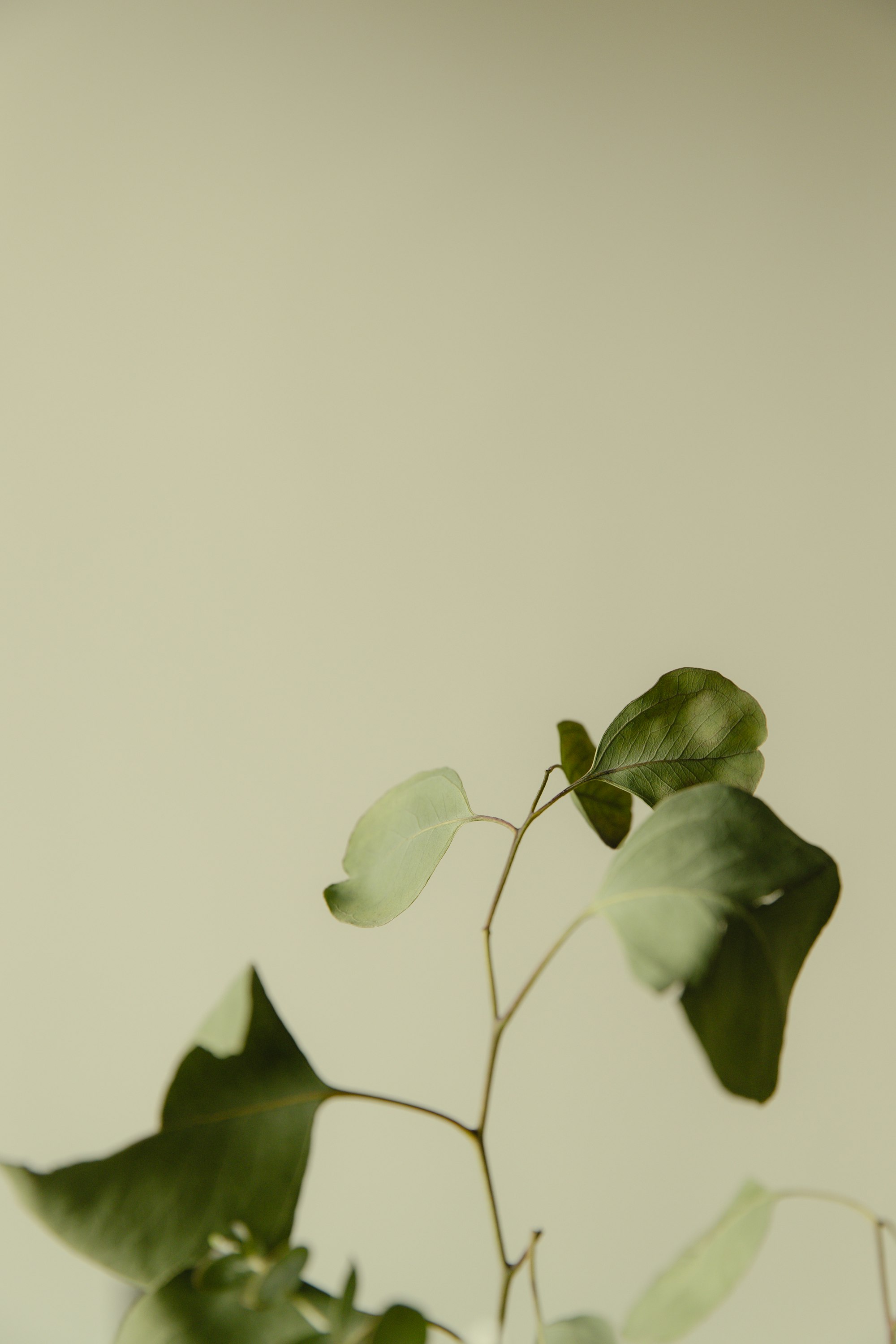 A green eucalyptus branch against a neutral backdrop, a quiet sea-glass accent.